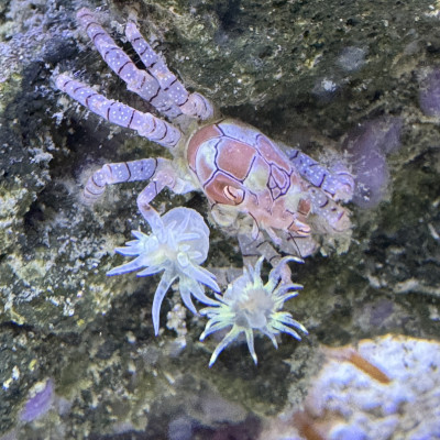 Invertebrate Library Preview