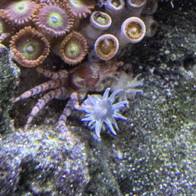 Invertebrate Library Preview