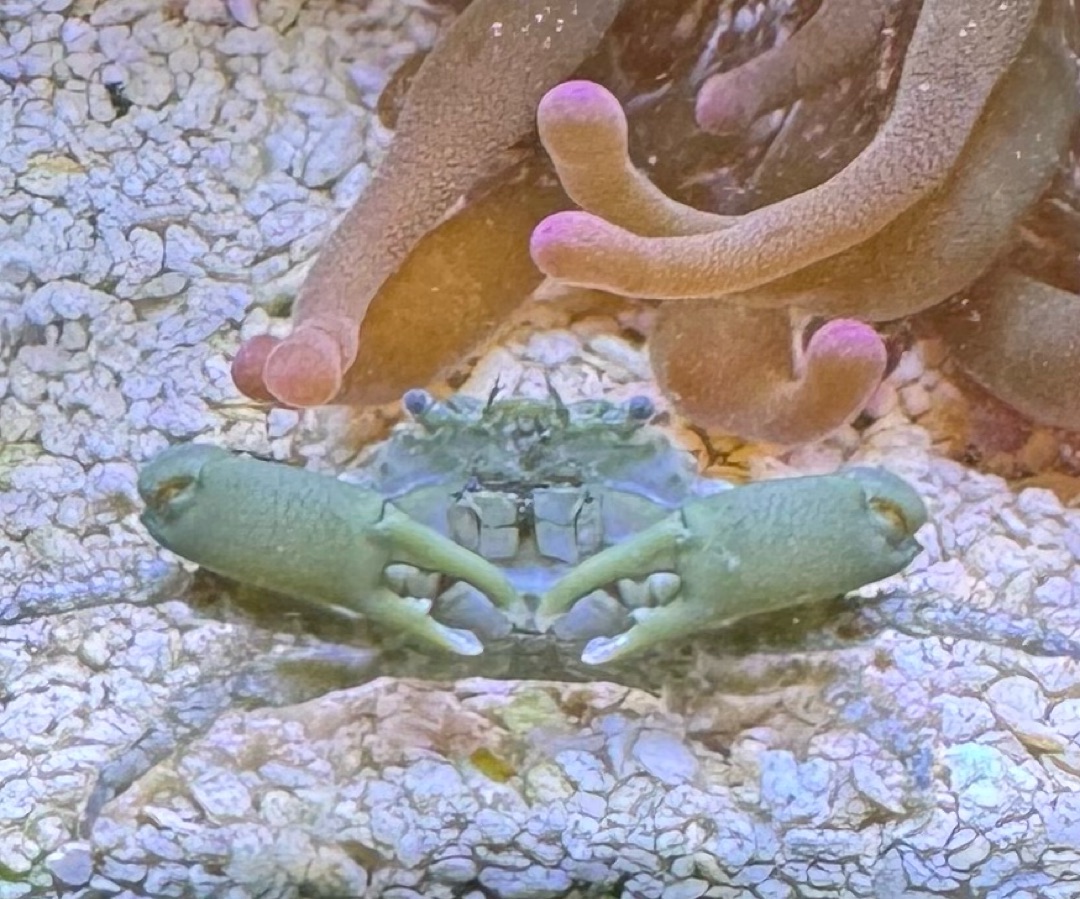 Emerald Crab