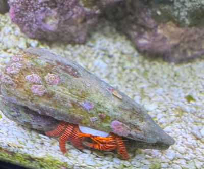 Invertebrate Library Preview