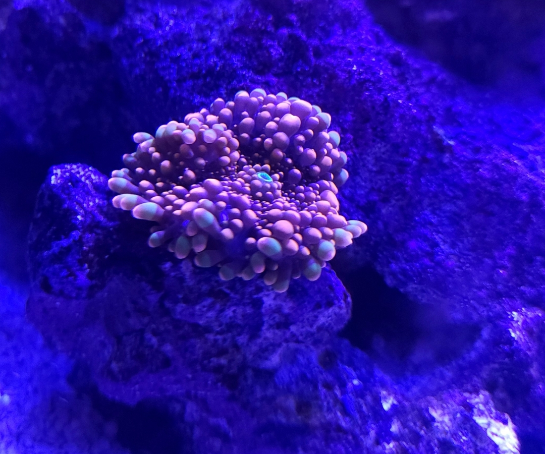 King Kong Yuma Mushroom