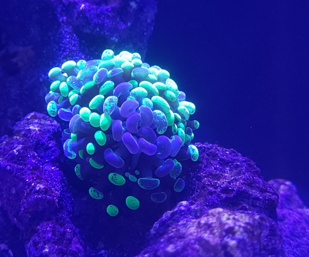 Green Splatter Hammer