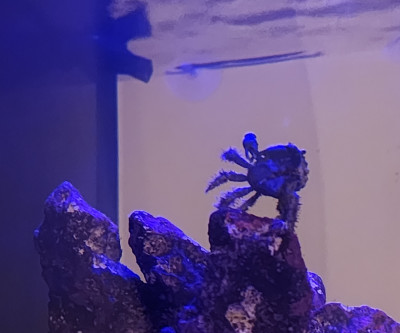 Invertebrate Library Preview