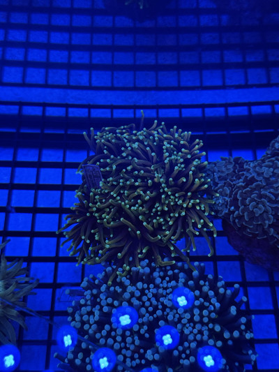 Healthy reef coral colony under blue aquarium lighting