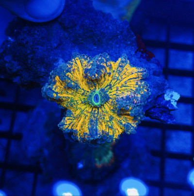 Crazy Halloween mushroom