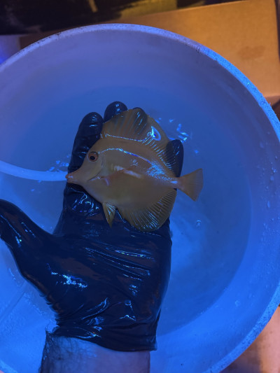 Wild caught yellow tang 4”