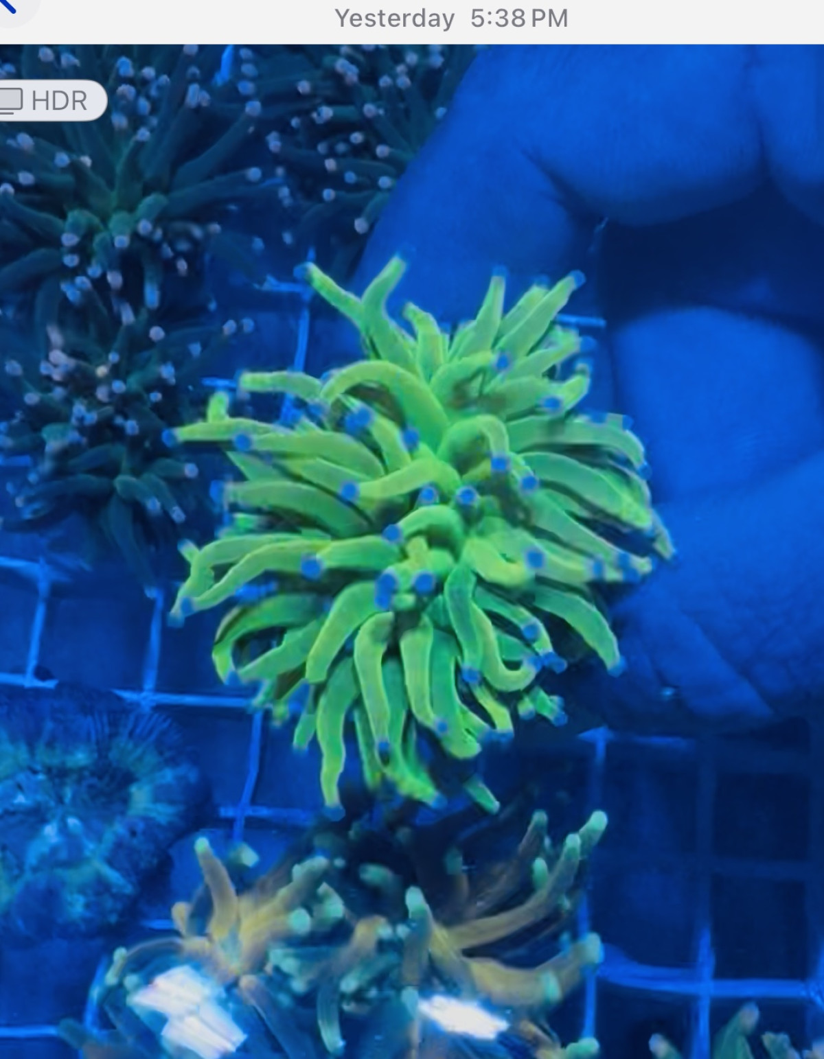 Complete Torch Coral Care Guide