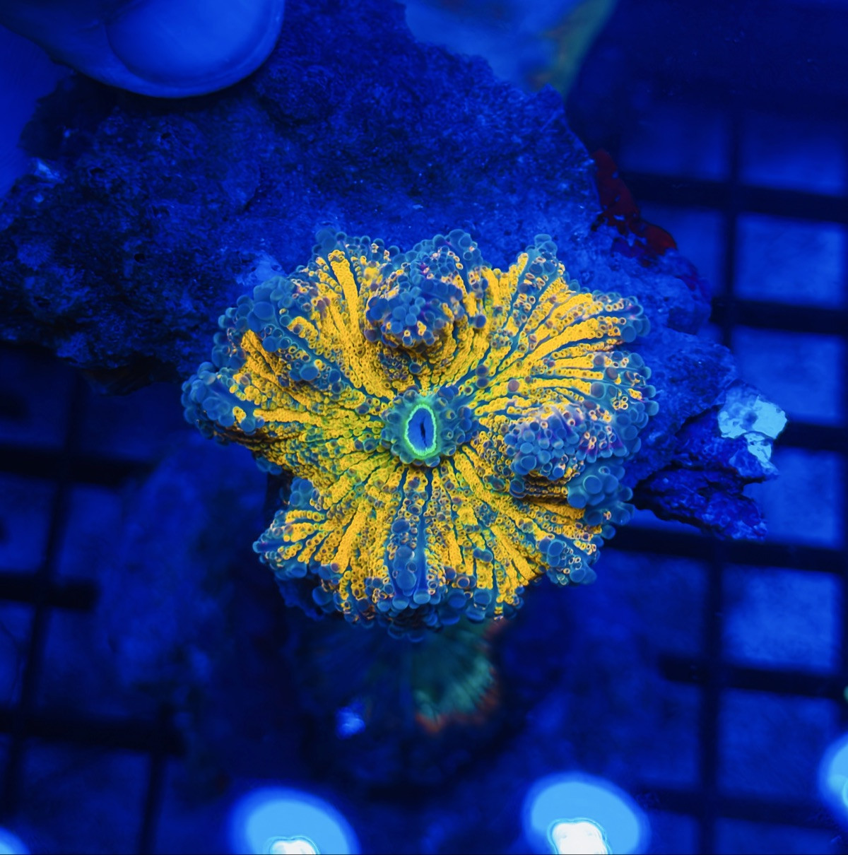 Crazy Halloween mushroom