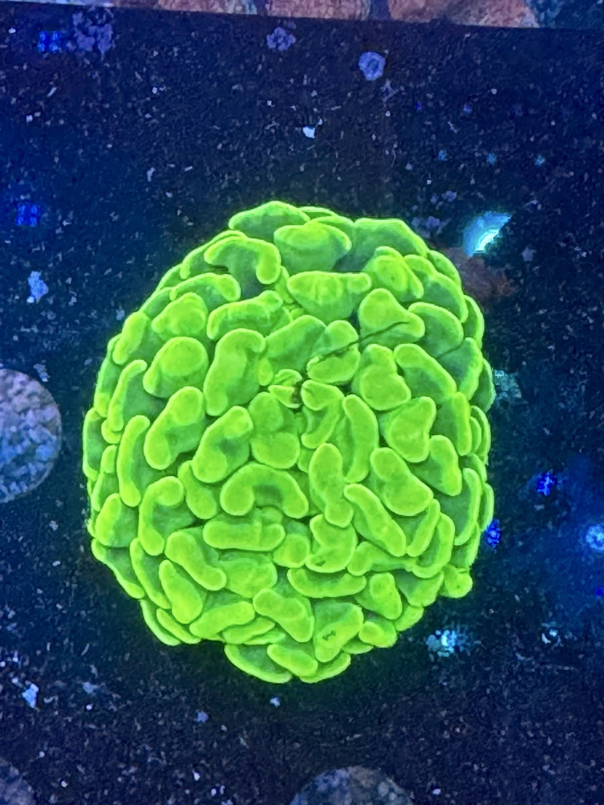 Aussie canary yellow hammer