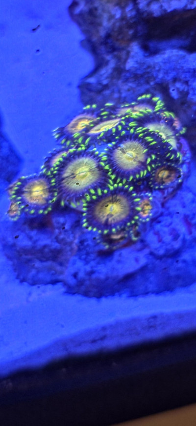XL Nirvana zoanthid frag. 20+ polyps WYSIWYG.