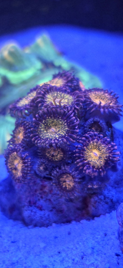 XL Pandora zoanthid frag. 20+ polyps WYSIWYG