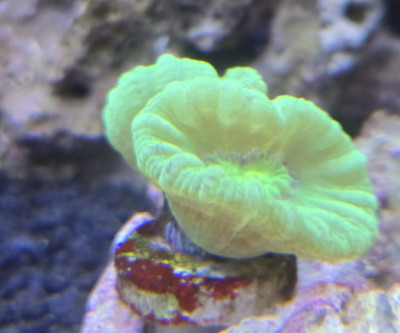 Coral Library Preview