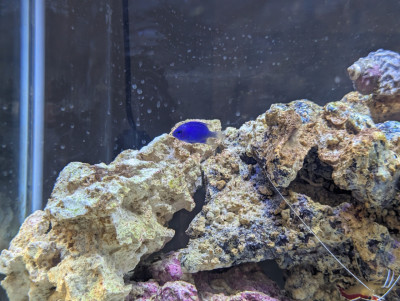 Fish Library Preview