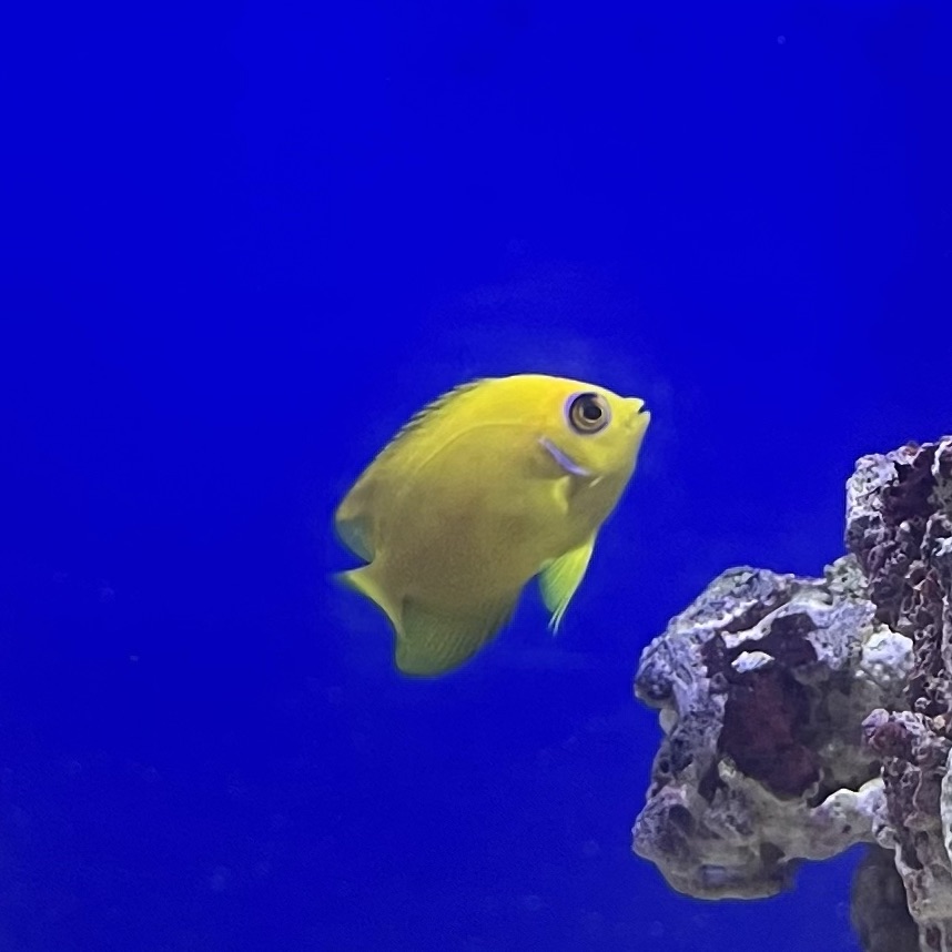 Lemonpeel Angelfish