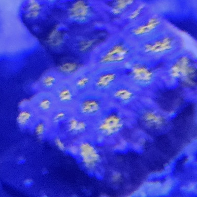 Cyphastrea
