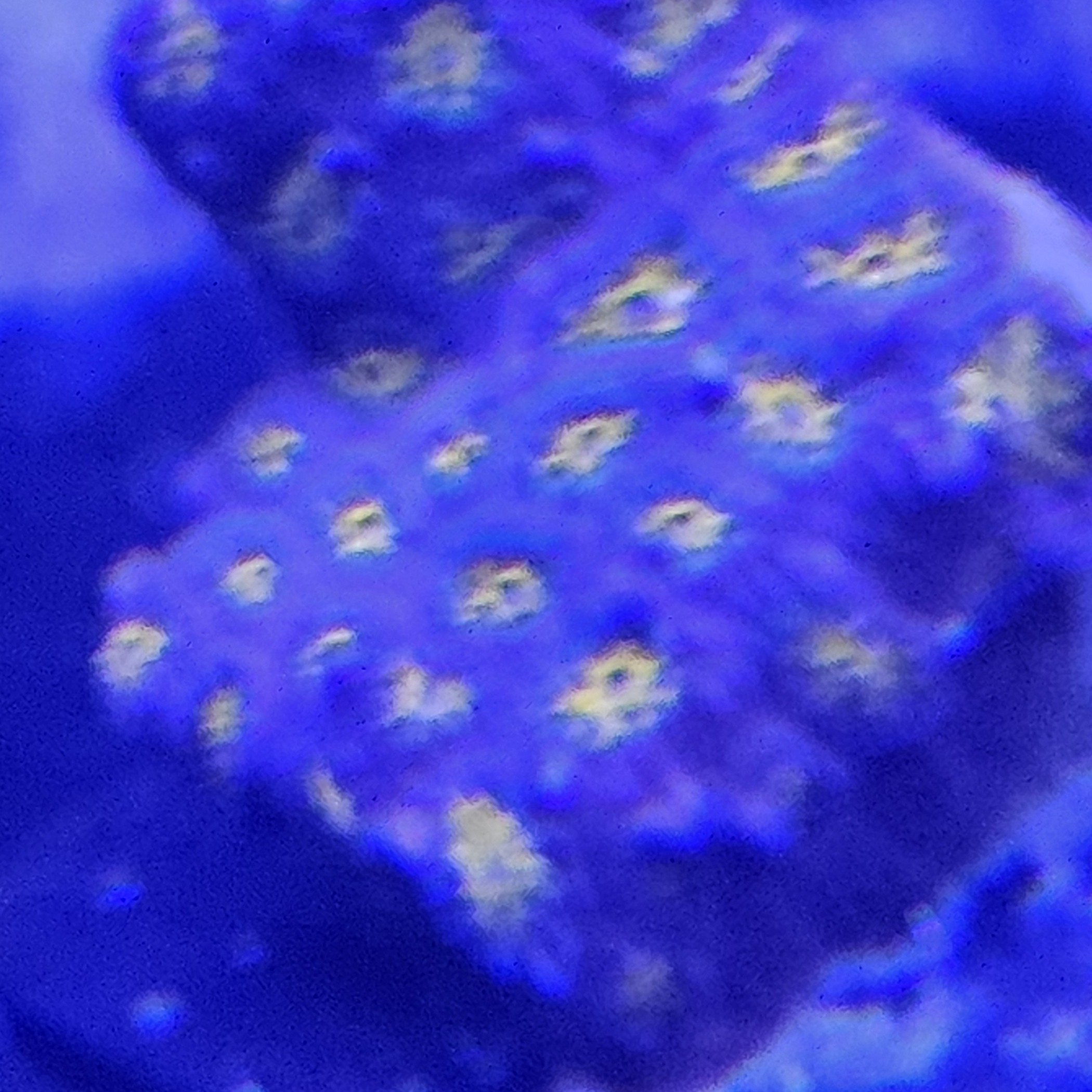 Cyphastrea