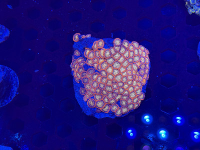 Zoa Garden