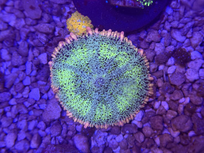 Rainbow Frankenstein Mushroom