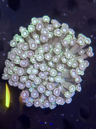Multicolor Goniopora