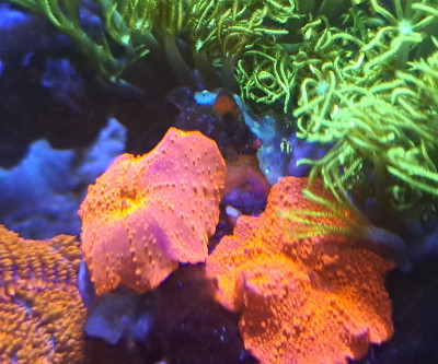 Discosoma Mushroom