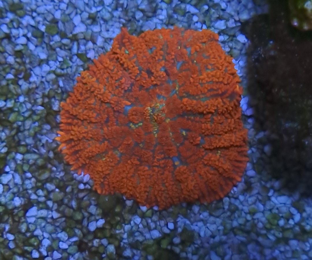 Superman Rhodactis Mushroom