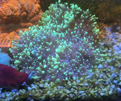 Coral Library Preview