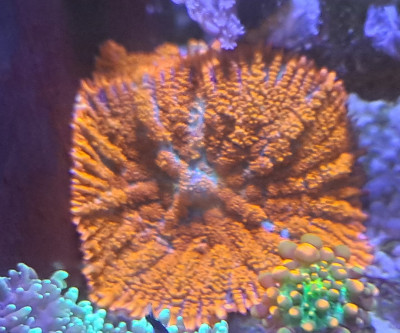 Coral Library Preview