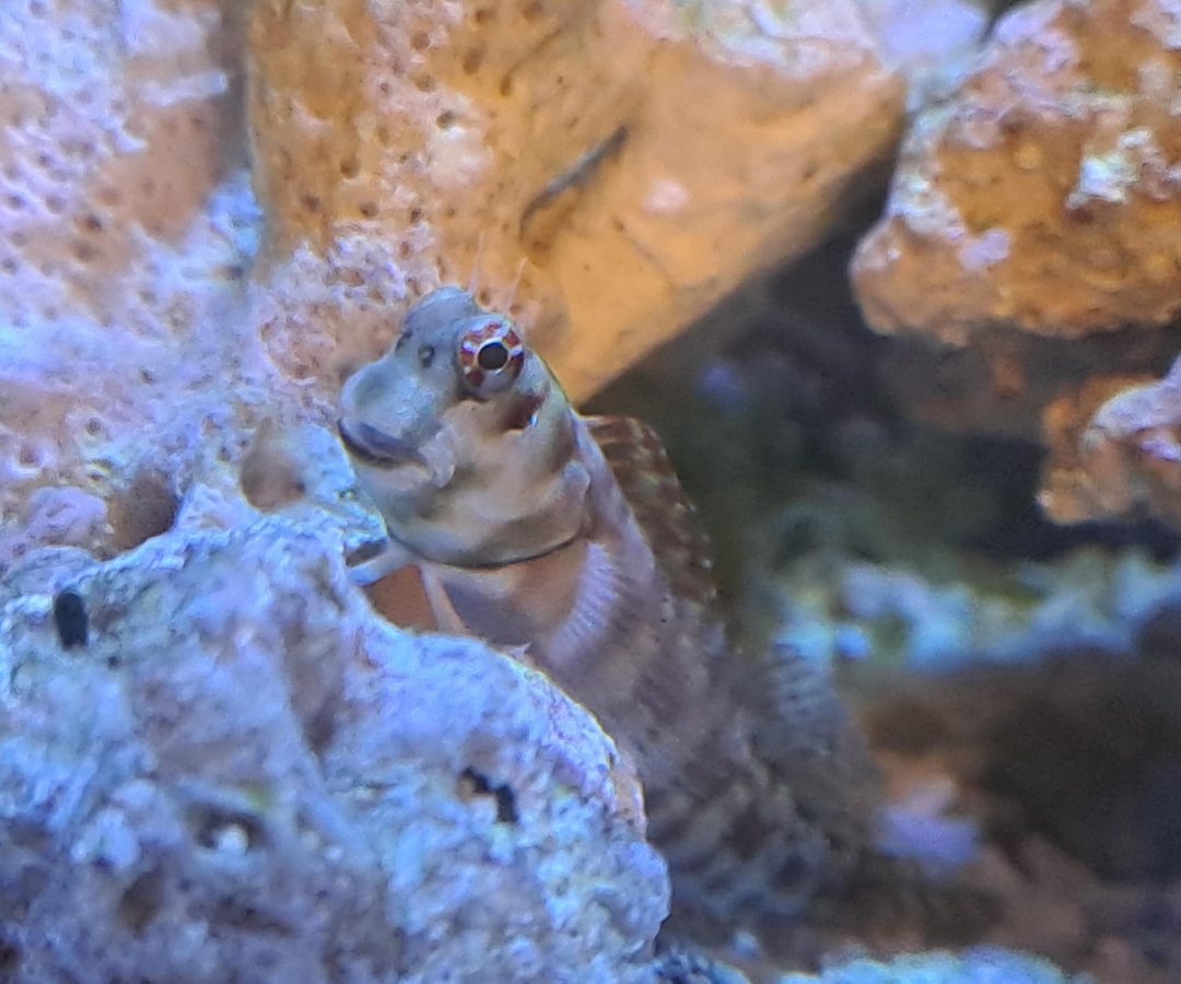 Lawnmower Blenny