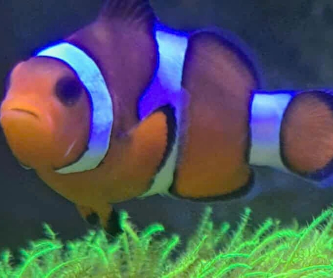 Ocellaris Clownfish