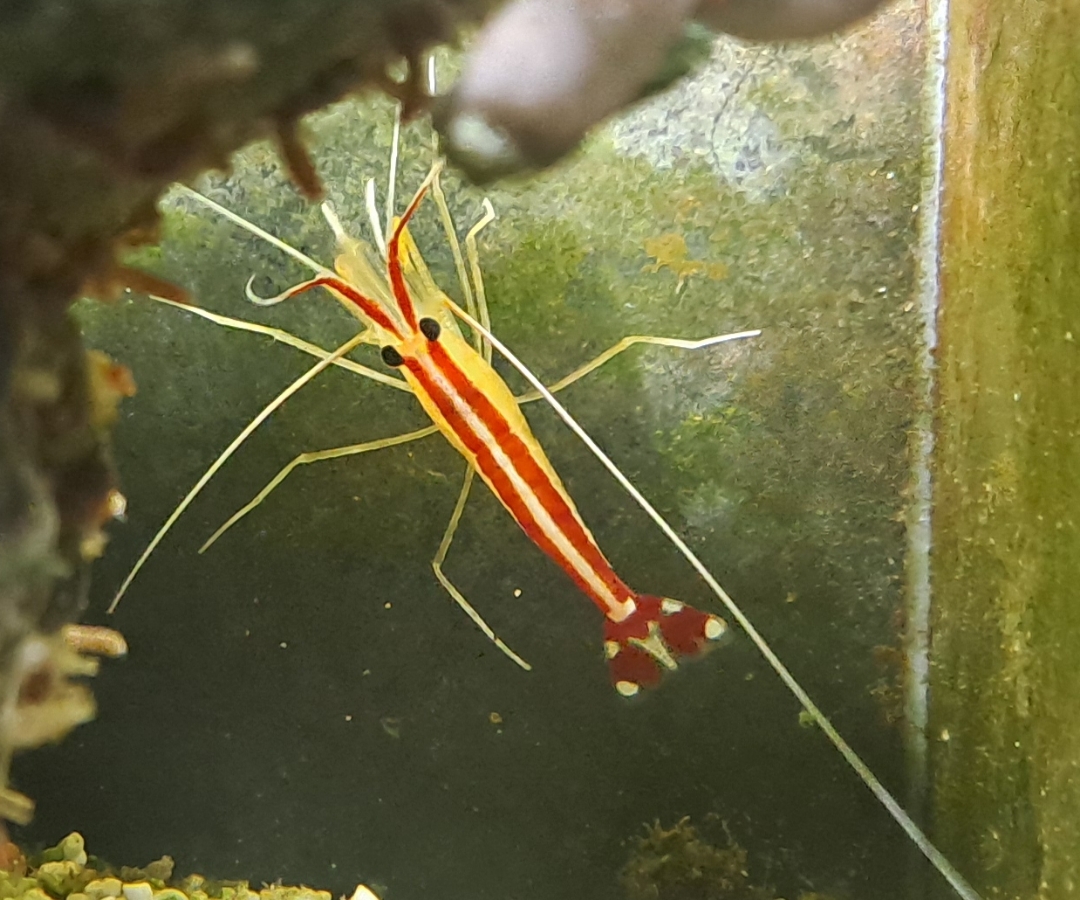 Cleaner Shrimp