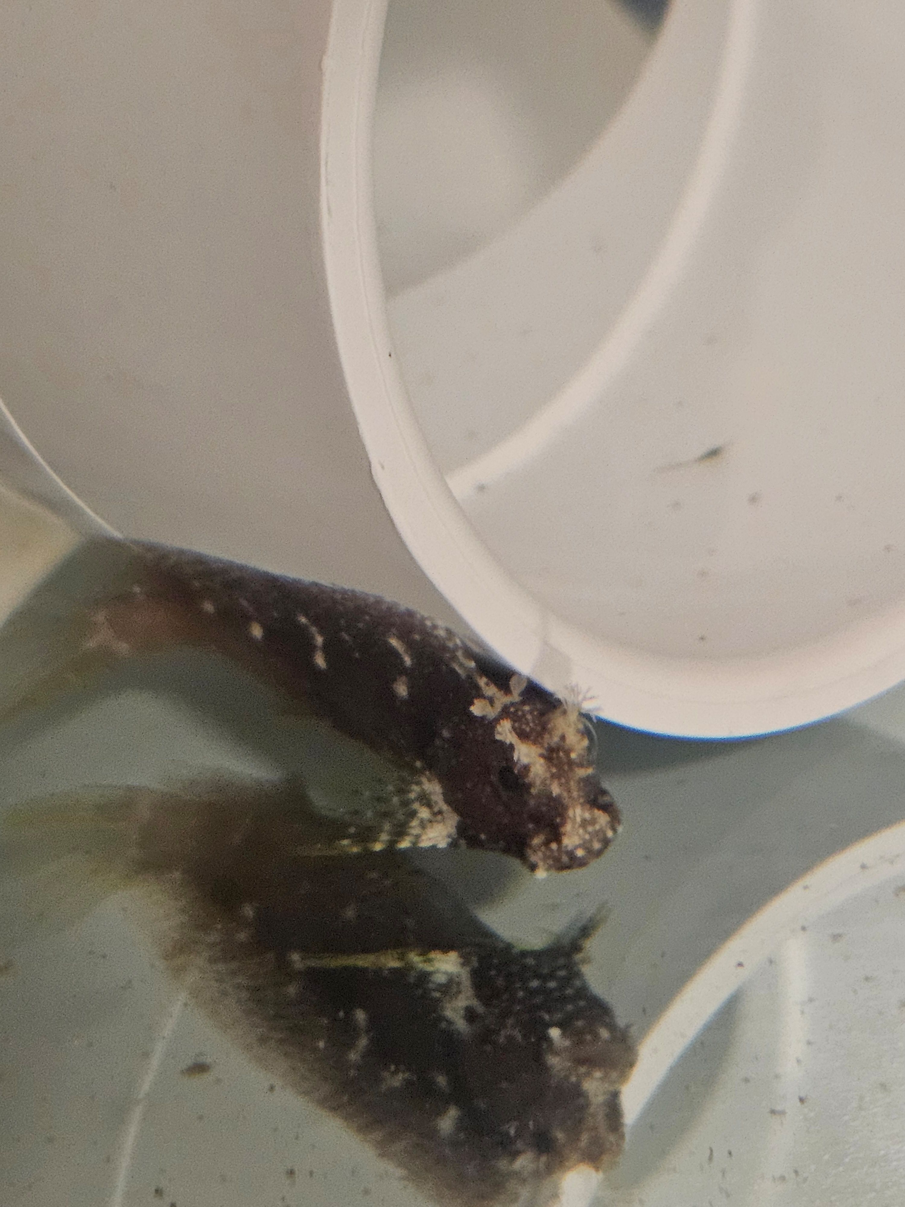 Starry Blenny