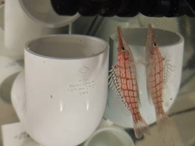 Fish Library Preview