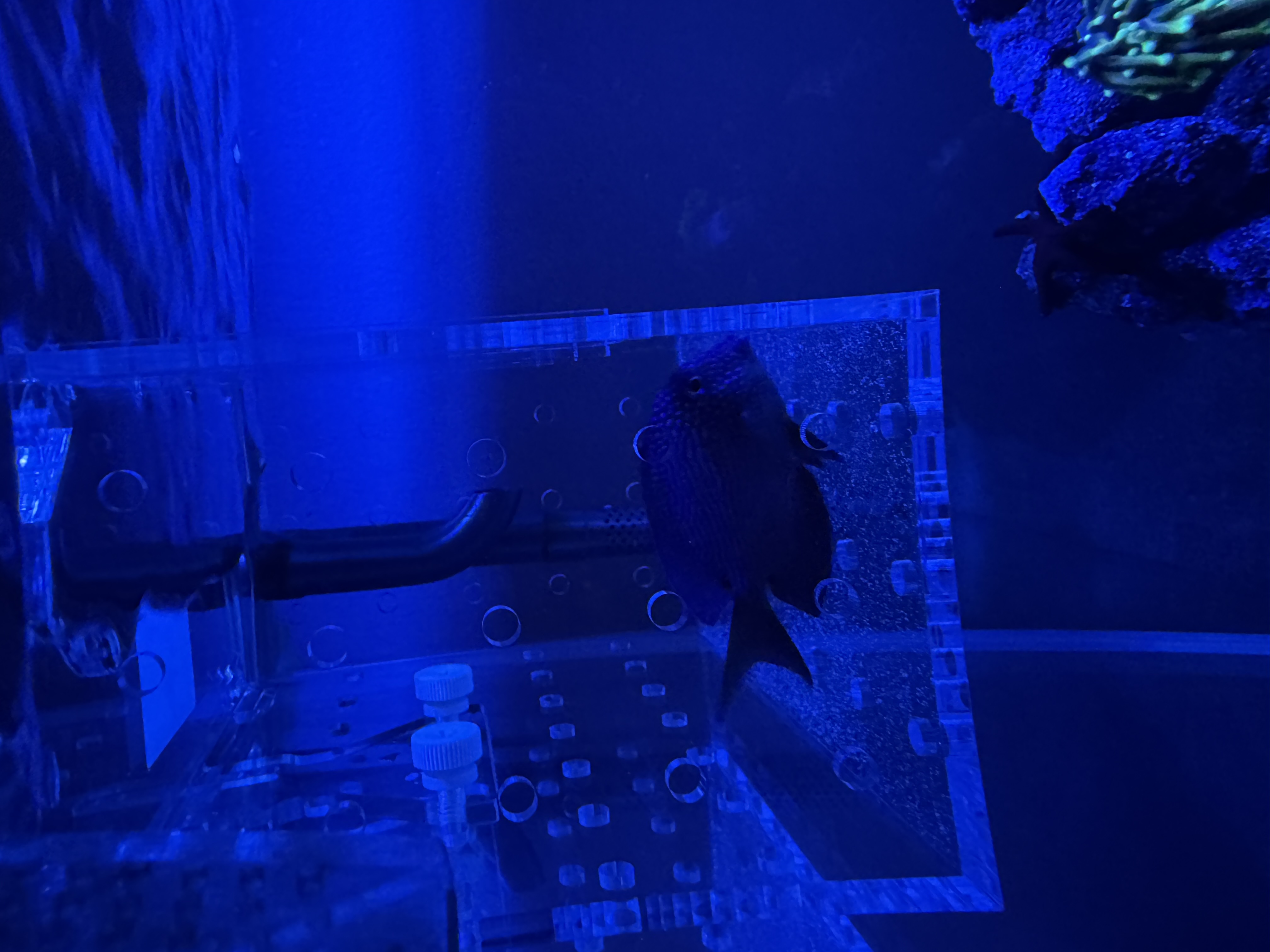 Two Spot Bristletooth Tang