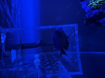 Blue Eyed Bristletooth Tang