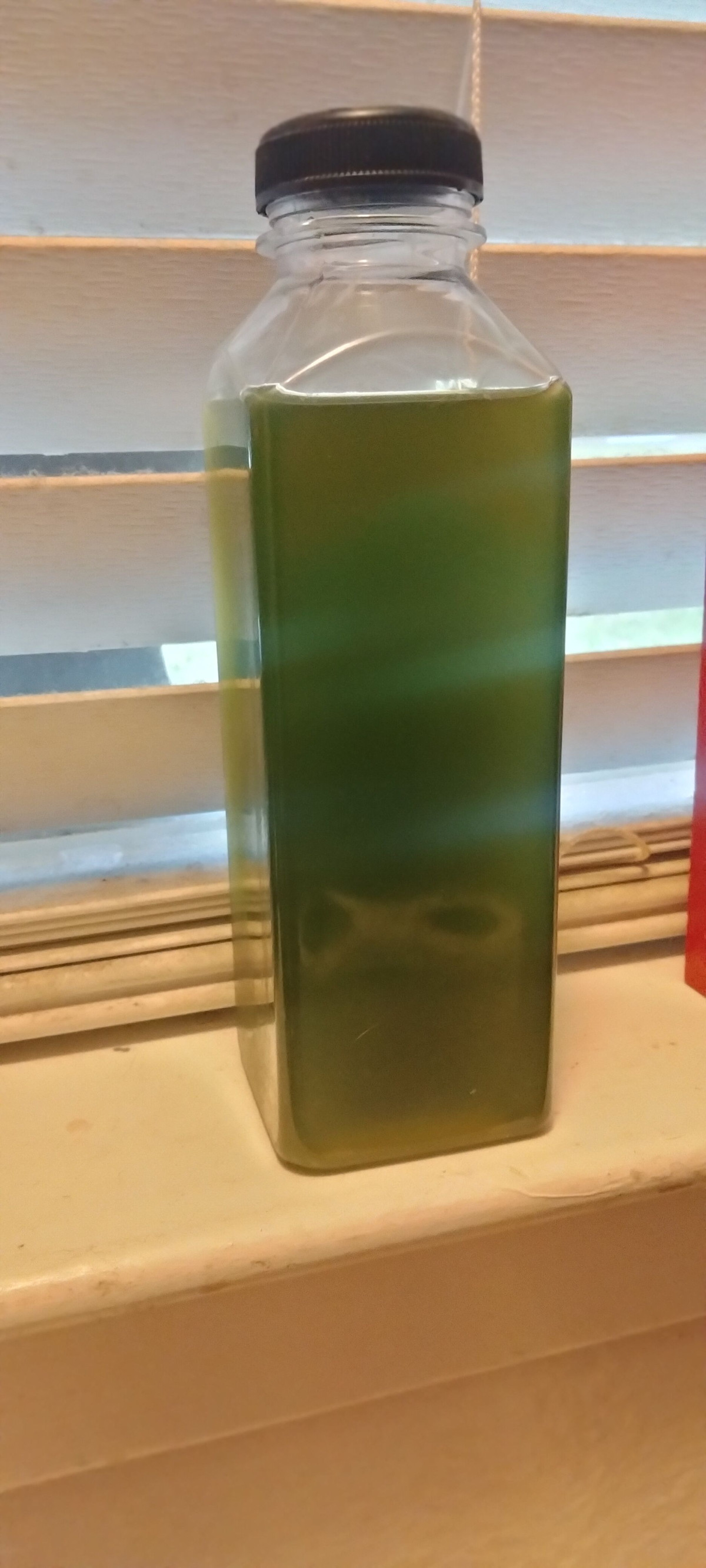 Live Phytoplankton