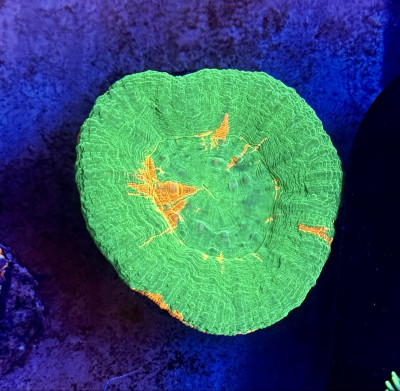 Bleeding apply Scolly