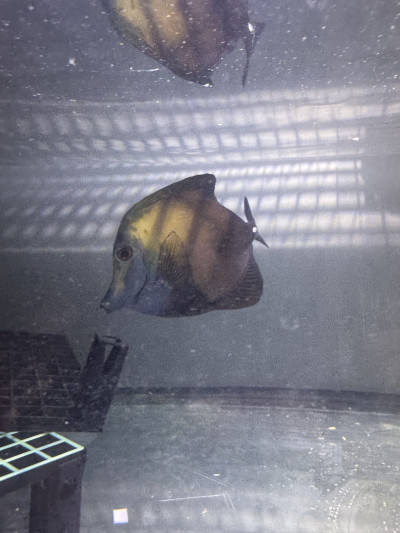 4.5” Blue faced Koi tang