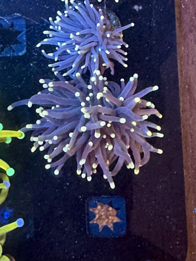 Mixed reef clean up crew with shrimp and snails on live rock