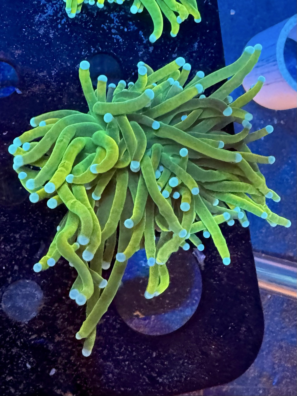 Indo Banana Grail Torch