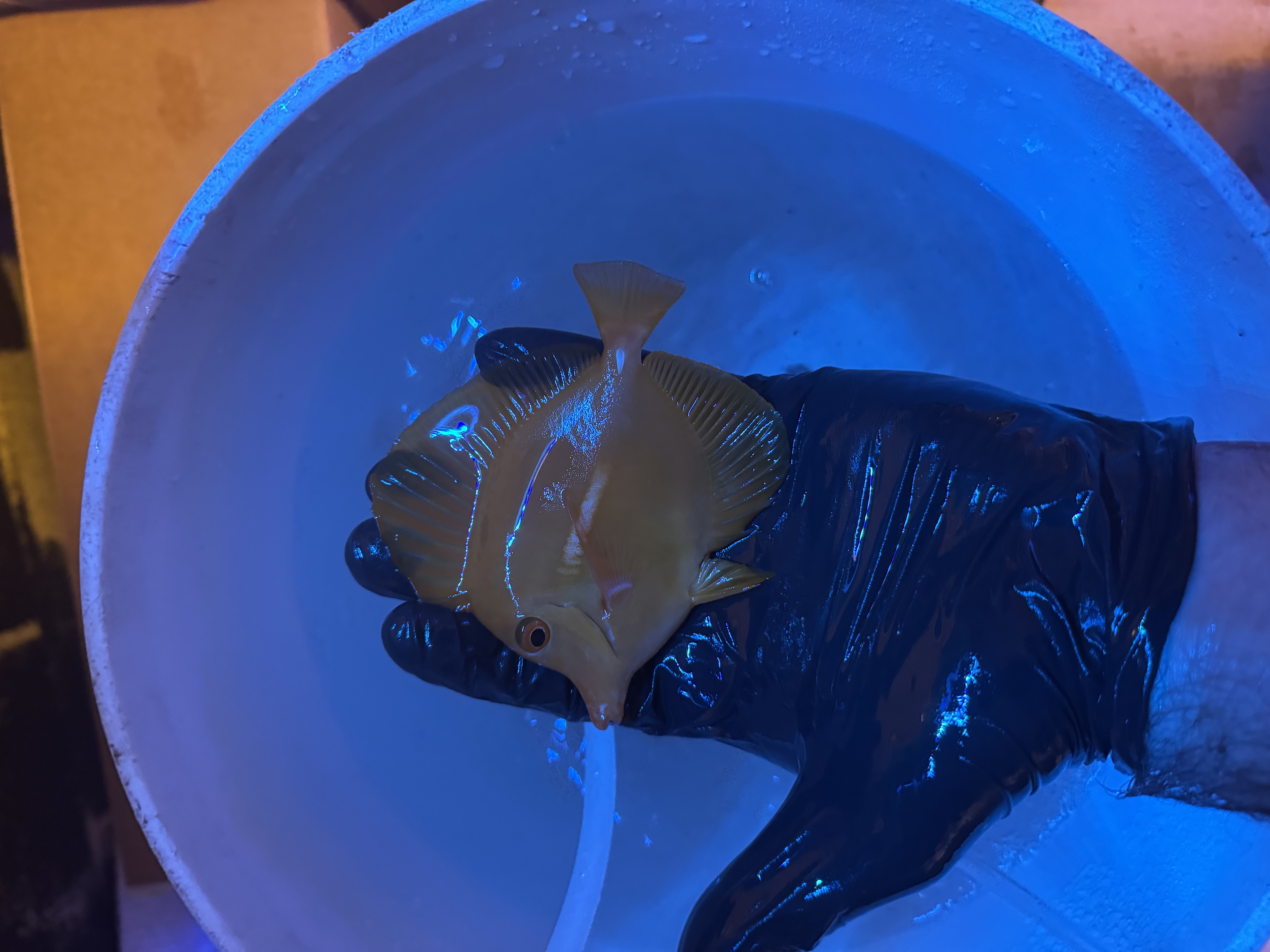 4” wild yellow tang