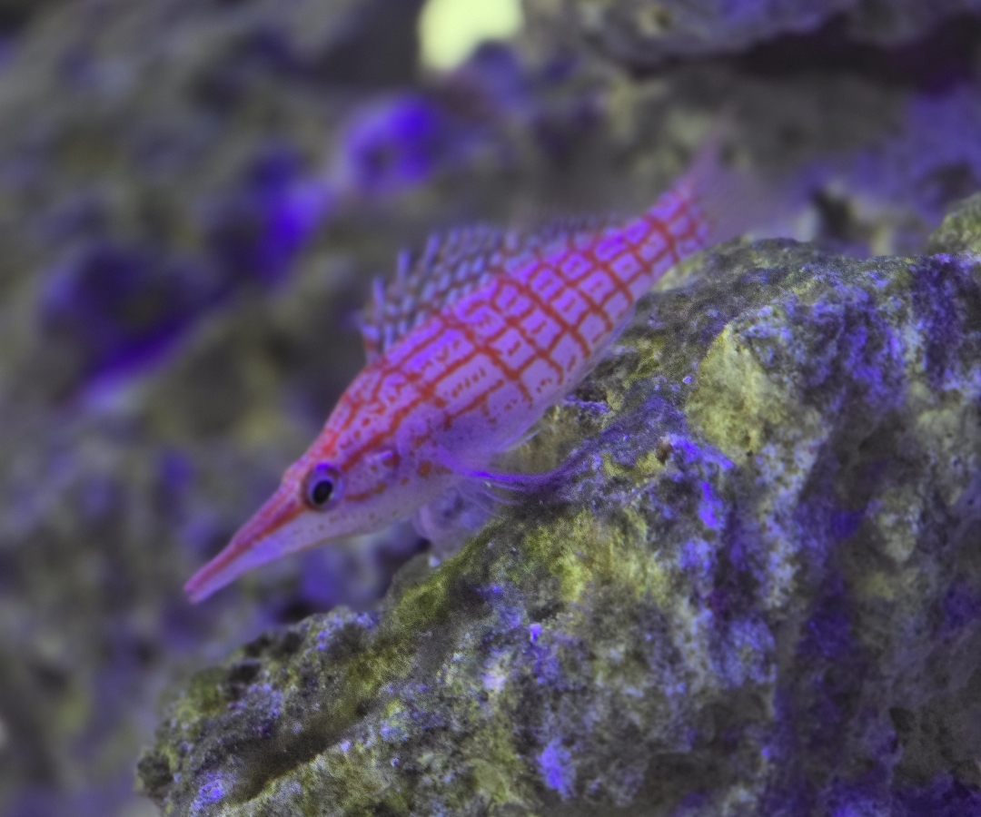 Longnose Hawkfish