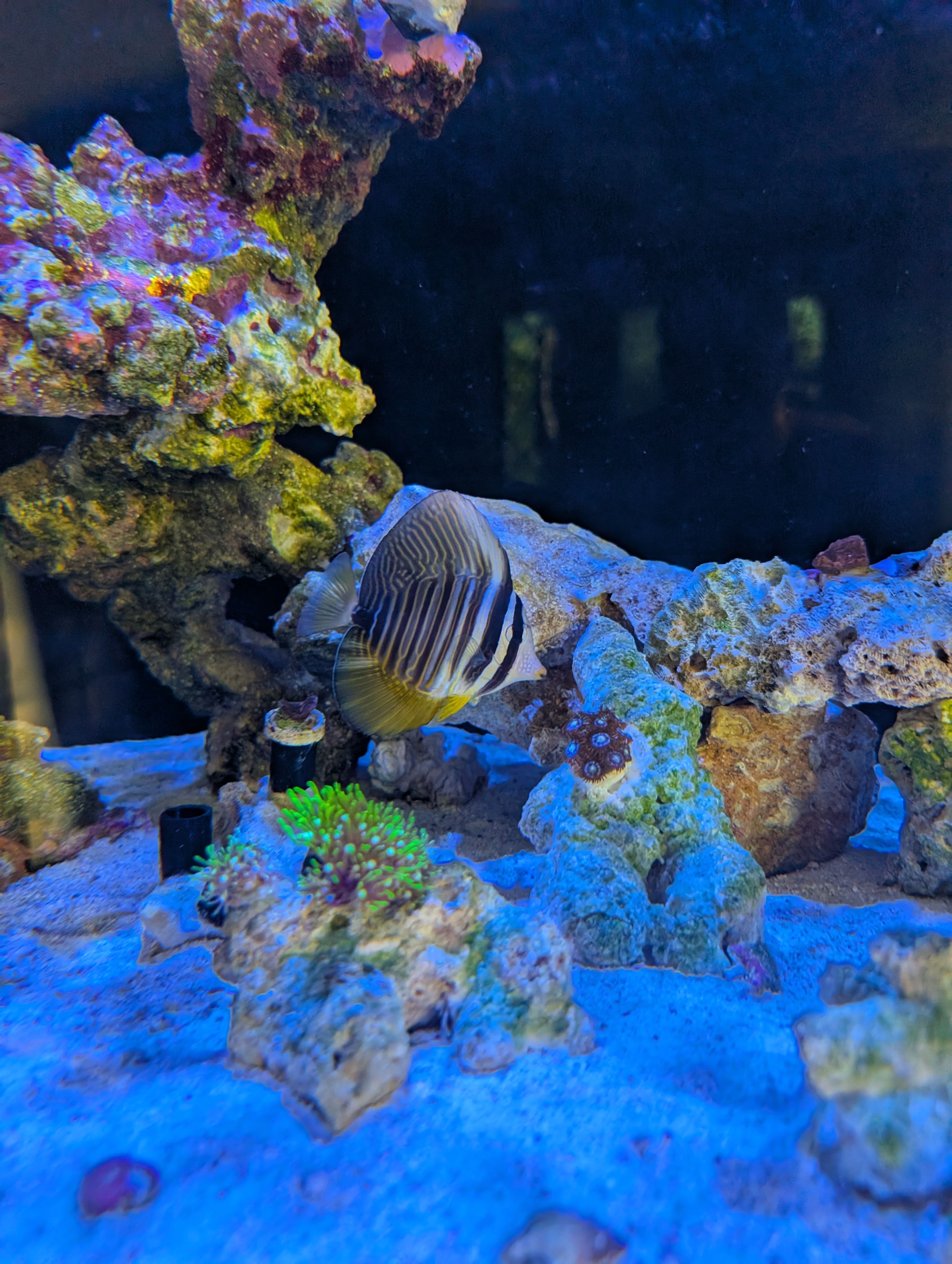 Sailfin Tang