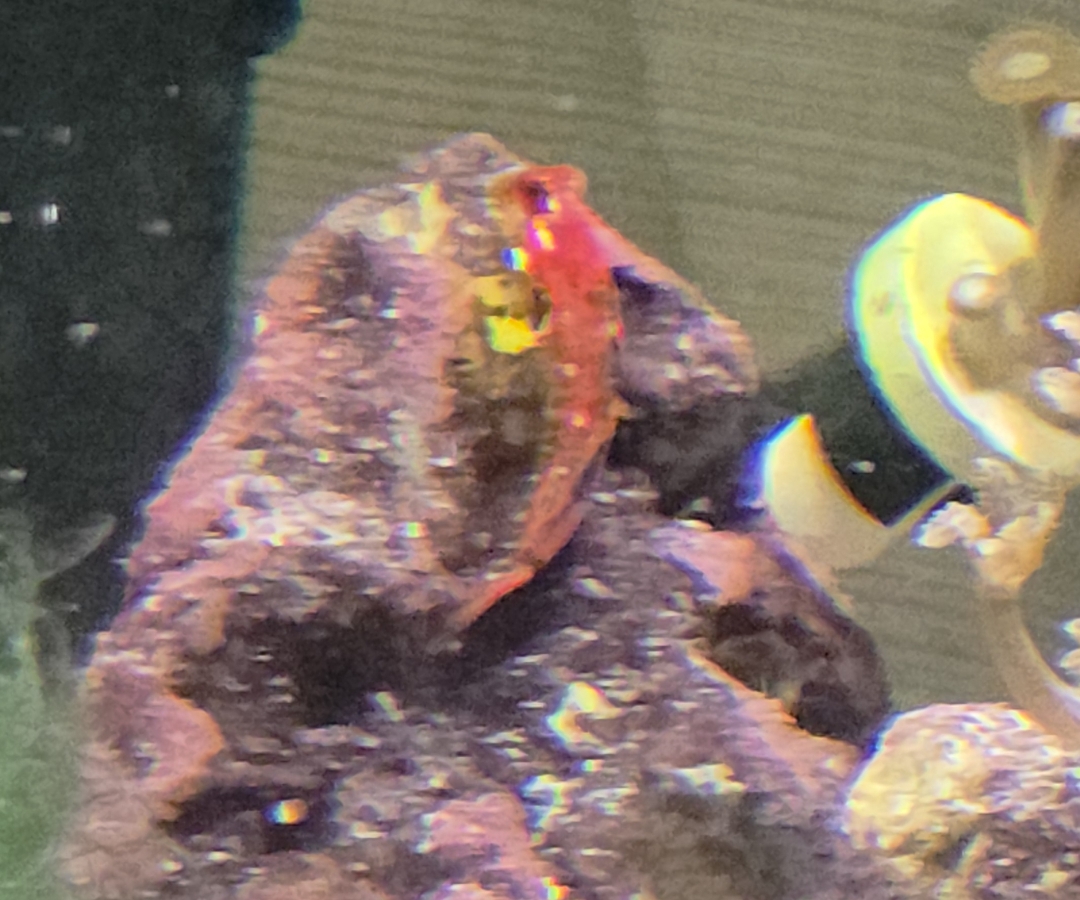Ruby Red Dragonet