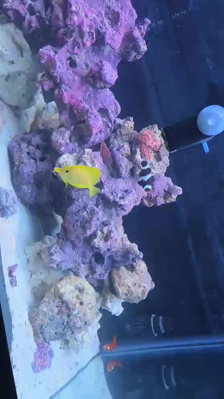 Darwin Clownfish