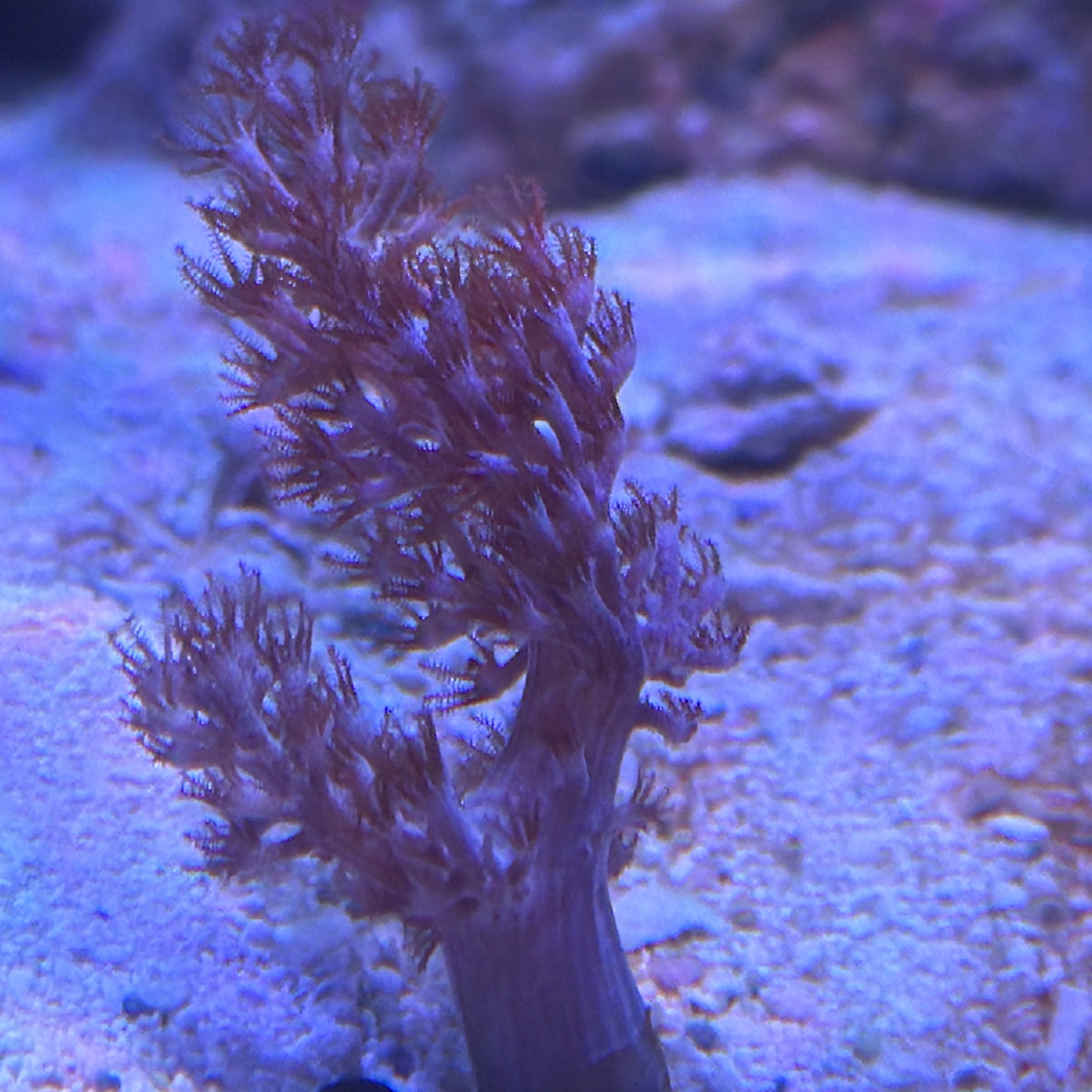 Kenya Tree Coral