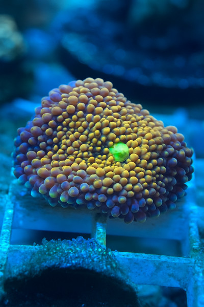 Godzilla Recordea Yuma Bounce Mushroom