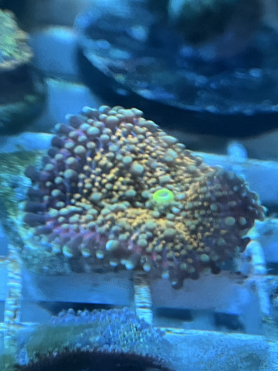 Godzilla Recordea Yuma Bounce Mushroom