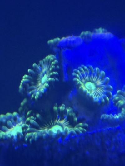 5 Hardy Corals for New Reef Keepers
