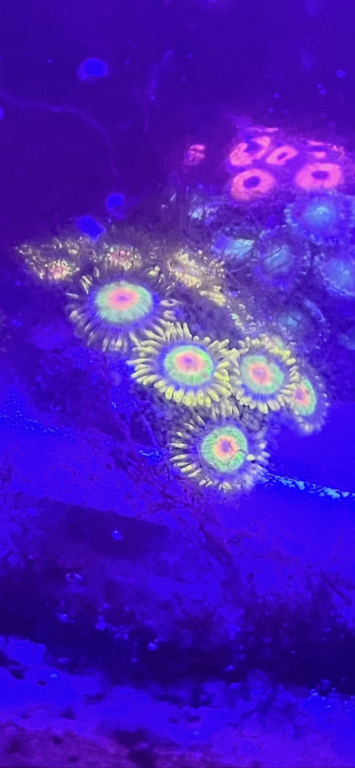 Colorful Rasta zoanthid coral polyps in a reef aquarium