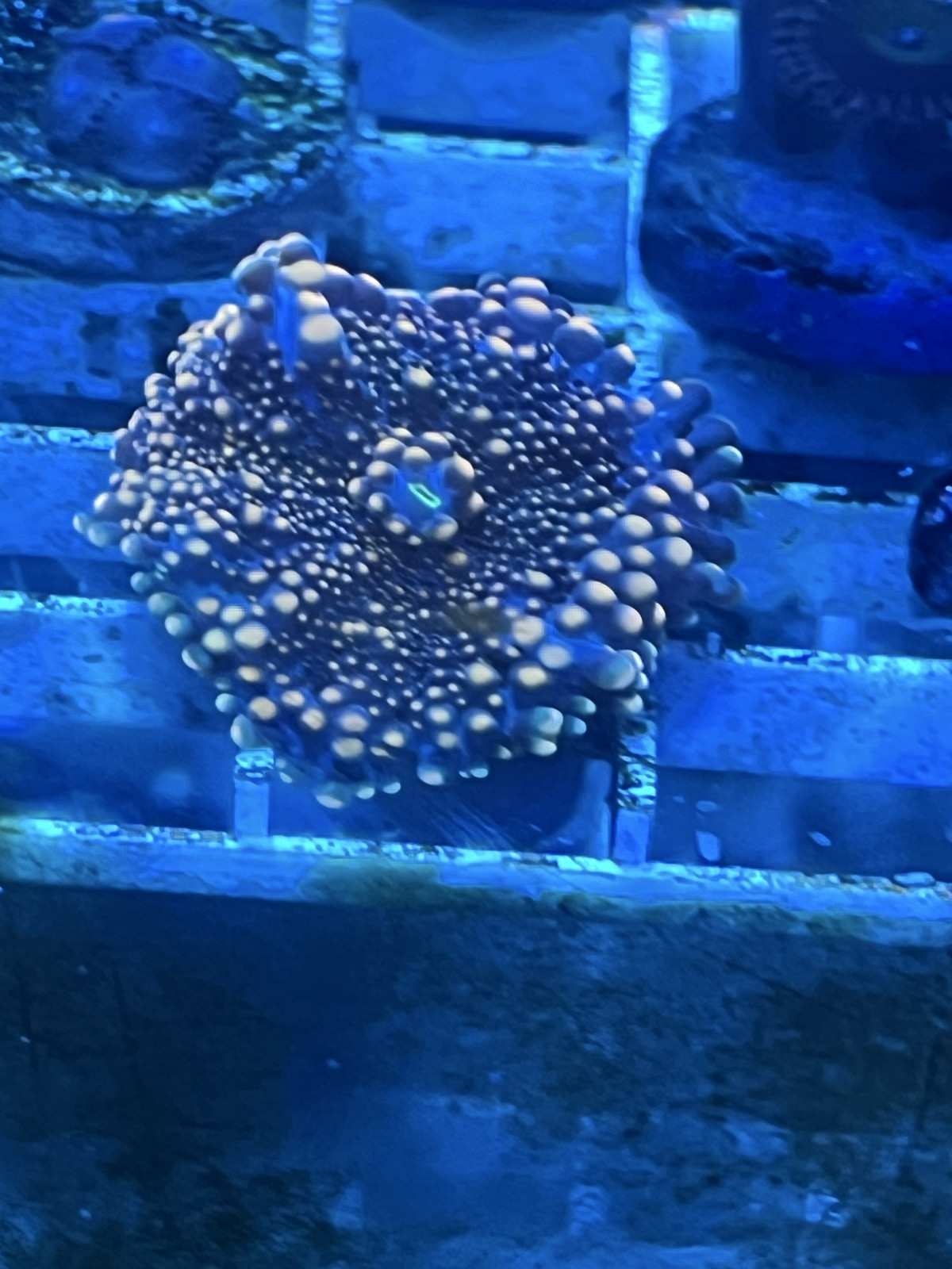 King Kong Recordea Yuma Bounce Mushroom